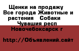 Щенки на продажу - Все города Животные и растения » Собаки   . Чувашия респ.,Новочебоксарск г.